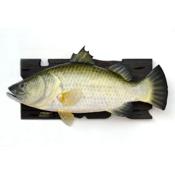 Großer Barramundi Fisch für Wand lebensgroß
