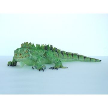 Leguan lebensgroß