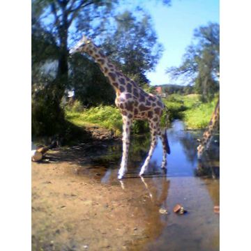 Giraffe groß lebensgroß