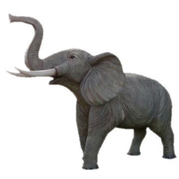 Elefant Rüssel oben lebensgroß