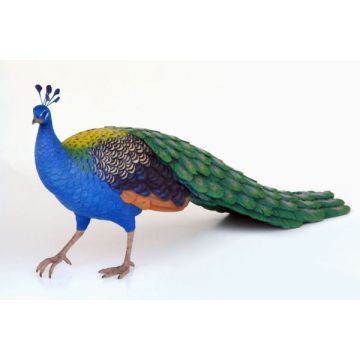 Pfau Männchen lebensgroß