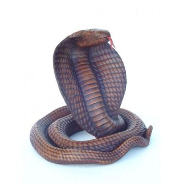 Braune Cobra lebensgroß