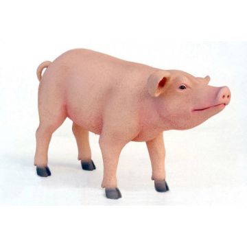 Ferkel das Schwein stehend lebensgroß