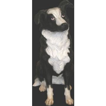 Border-Collie lebensgroß