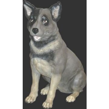 Blue Heeler lebensgroß