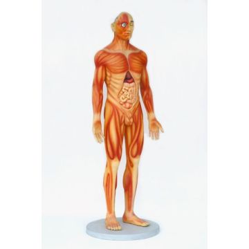 Anatomischer Körper Mann lebensgroß