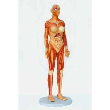 Anatomischer Körper Frau lebensgroß