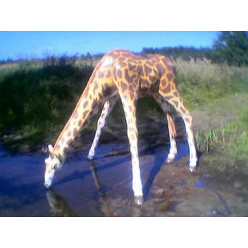 Giraffe trinkend lebensgroß