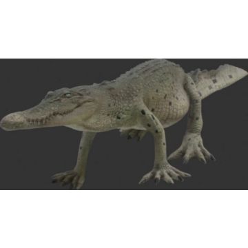 Kleines Krokodil laufend lebensgroß