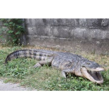 American Alligator lebensgroß