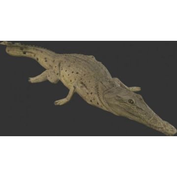Kleines Krokodil ausruhend lebensgroß