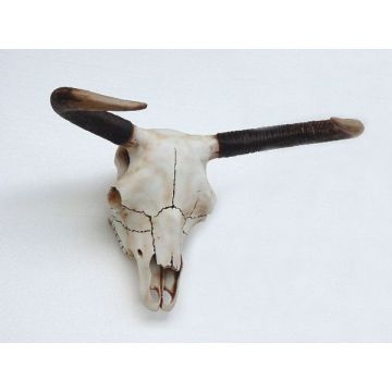 Bullenschädel lebensgroß