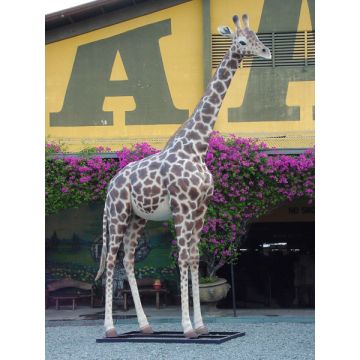 Giraffe groß lebensgroß