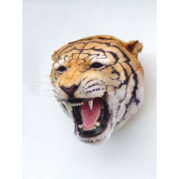 Tigerkopf lebensgroß
