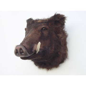 Wildschweinkopf lebensgroß