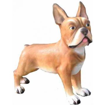 französische Bulldogge Hund XXL übergroß XXL