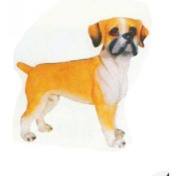 American Bulldog Welpen lebensgroß