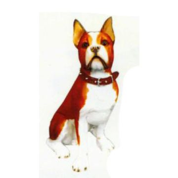 Boston Terrier sitzend braun weiß lebensgroß