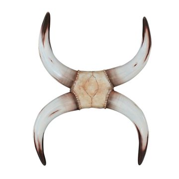 Stierhorn Weiß als Wanddeko lebensgroß