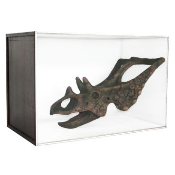 Dinosaurier Fossil Chasmosaurus in Schaukasten lebensgroß