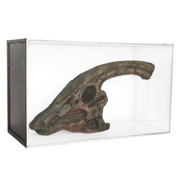 Dinosaurier Fossil Parasaurolophus in Schaukasten lebensgroß