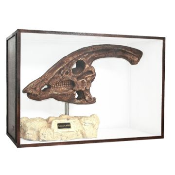 Dinosaurier Fossil Parasaurolophus auf Ständer in Schaukasten lebensgroß