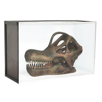 Dinosaurier Fossil Brachiosaurus in Schaukasten lebensgroß