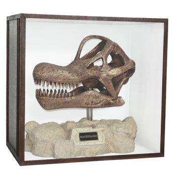 Dinosaurier Fossil Brachiosaurus auf Ständer in Schaukasten lebensgroß