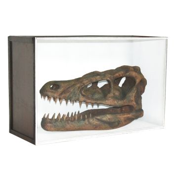 Dinosaurier Fossil Velociraptor in Schaukasten lebensgroß