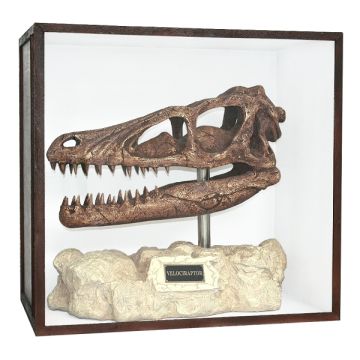 Dinosaurier Fossil Velociraptor auf Ständer in Schaukasten lebensgroß