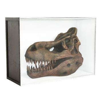 Dinosaurier Fossil Tyrannosaurus in Schaukasten lebensgroß