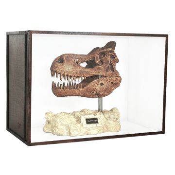 Dinosaurier Fossil Tyrannosaurus auf Ständer in Schaukasten lebensgroß