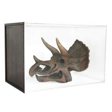 Dinosaurier Fossil Triceratop in Schaukasten lebensgroß