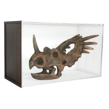 Dinosaurier Fossil Styracosaurus in Schaukasten lebensgroß