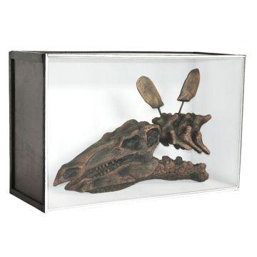 Dinosaurier Fossil Stegosaurus in Schaukasten lebensgroß