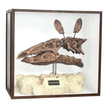 Dinosaurier Fossil Stegosaurus auf Ständer in Schaukasten lebensgroß