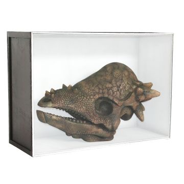 Dinosaurier Fossil Pachycephalosaurus in Schaukasten lebensgroß