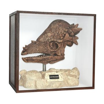 Dinosaurier Fossil Pachycephalosaurus auf Ständer in Schaukasten lebensgroß