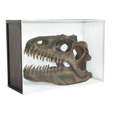 Dinosaurier Fossil Allosaurus in Schaukasten lebensgroß
