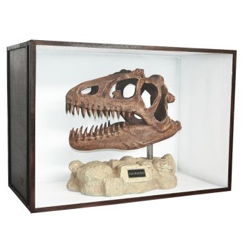Dinosaurier Fossil Allosaurus auf Ständer in Schaukasten lebensgroß