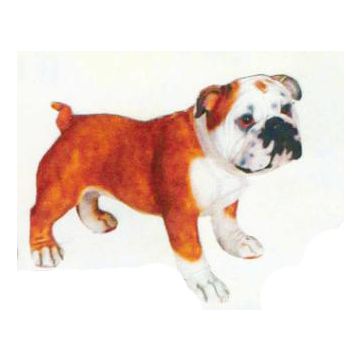 Bulldogge stehend lebensgroß