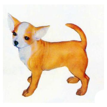 Chihuahua stehend lebensgroß