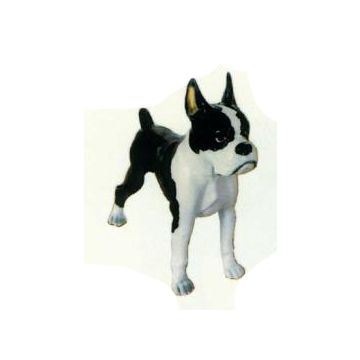 Boston Terrier stehend schwarz weiß lebensgroß