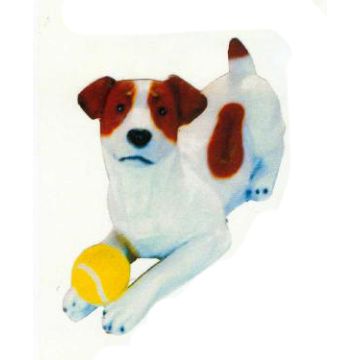 Jack Russell Terrier liegend mit Tennisball lebensgroß