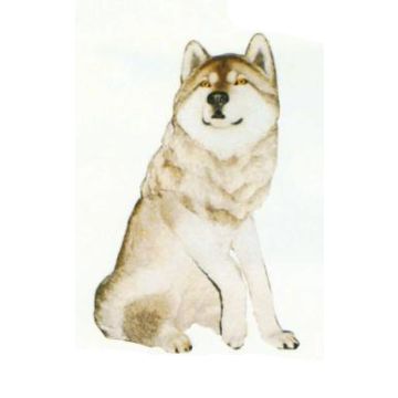 Husky sitzend lebensgroß