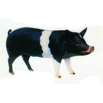 schwarzes stehendes Schwein lebensgroß