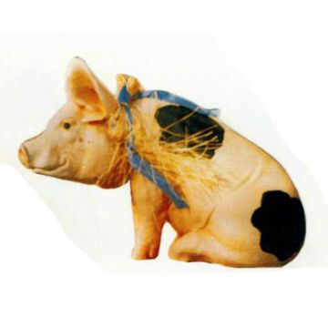 geflecktes Schweinchen lebensgroß