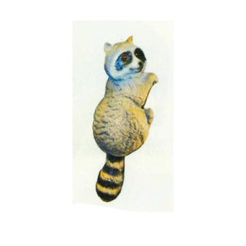 Waschbär hängend Kopf rechts lebensgroß