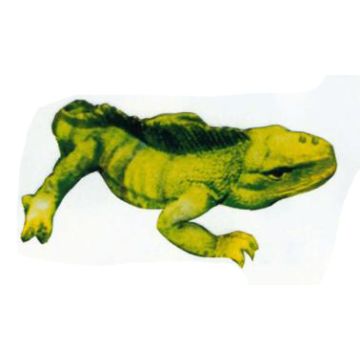 grünes großes Chameleon lebensgroß