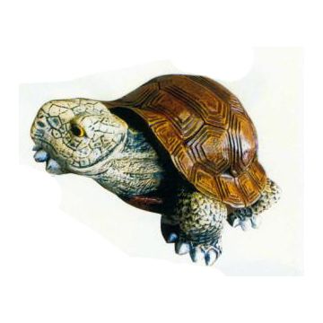 Galapagos Schildkröte klein lebensgroß